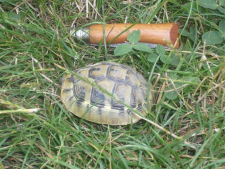 petite tortue 